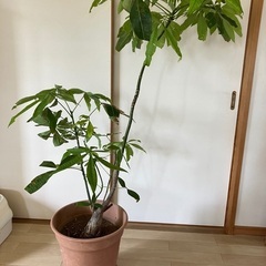 観葉植物　パキラ