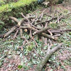 焚火　薪ストーブ用　薪の画像