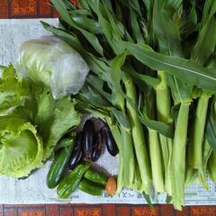 【お取引先決定】ヤングコーンと朝採り野菜