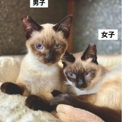 ブルーの目が可愛いシャム兄妹　生後半年くらい