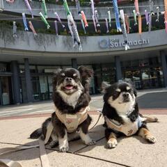 犬友さん募集です🐶🐶 - メンバー募集