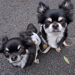 犬友さん募集です🐶🐶 − 東京都