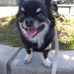 犬友さん募集です🐶🐶 - 墨田区