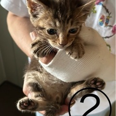 子猫🐈‍⬛ちゃん8匹男の子❗️里親さん募集‼️