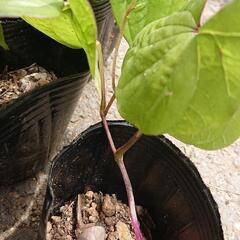ヤマノイモ 苗 五ポット(五株) ⑪ 長芋 自然薯 トロロイモ 無農薬 ガーデニング 観葉植物 園芸の画像