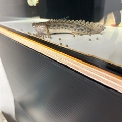 ビキールビキール　の画像