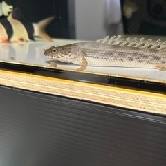 ビキールビキール　