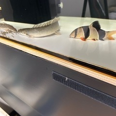 ビキールビキール　の画像