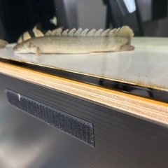 ビキールビキール　の画像