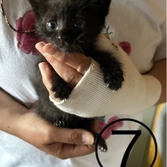 子猫🐈‍⬛ちゃん8匹男の子❗️里親さん決まりました‼️