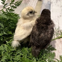 にわとりのえさ おから