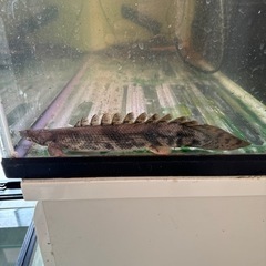 熱帯魚　大型魚