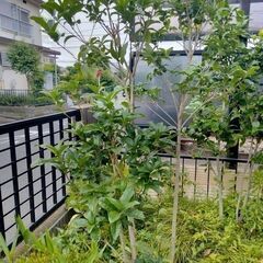 深谷市上柴町西　樹木　現地引取限定