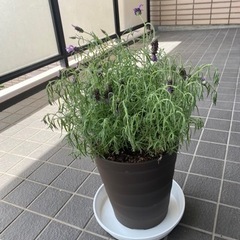 大分県でお友だち募集！ - 別府市