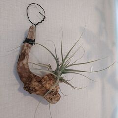 観葉植物 おまとめ3点セット「流木付け2点＆鉢植えハンギング1点」の画像