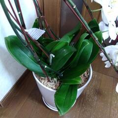 衝撃価格！超破格値！胡蝶蘭5株入り5本立ち　胡蝶蘭鉢株苗 コチョウラン 洋蘭 洋ランの画像