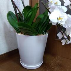 衝撃価格！超破格値！胡蝶蘭5株入り5本立ち　胡蝶蘭鉢株苗 コチョウラン 洋蘭 洋ランの画像
