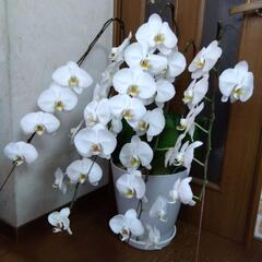 衝撃価格！超破格値！胡蝶蘭5株入り5本立ち　胡蝶蘭鉢株苗 コチョウラン 洋蘭 洋ランの画像