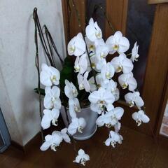 衝撃価格！超破格値！胡蝶蘭5株入り5本立ち　胡蝶蘭鉢株苗 コチョウラン 洋蘭 洋ランの画像