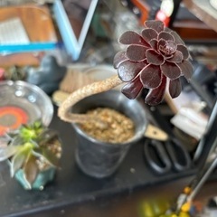 観葉植物　3点