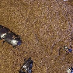 オオクワガタ ４ (６０６１９００)の画像