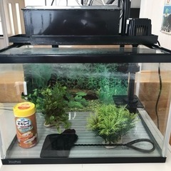 【決まりました】水槽セット