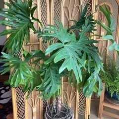 大型観葉植物 セローム 幹上がり 2本