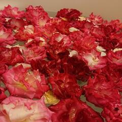 薔薇 生花の画像