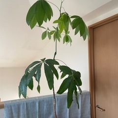 観葉植物