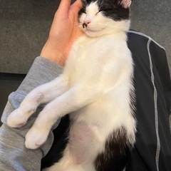 子猫の里親様を探しています！(決まりました)