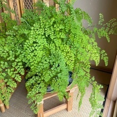 観葉植物