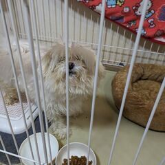 ポメラニアンとマルチーズのMIX
