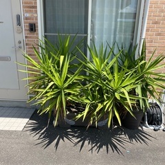 ドラセナ　大と小プランター二つの画像