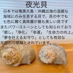 夜光貝ホエールテールネックレスの画像