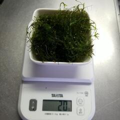 無農薬 ウィロモス20g 水草 アクアリウム ビオトープ メダカ...