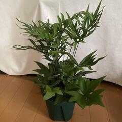 新入荷★プテリス　ペダータ