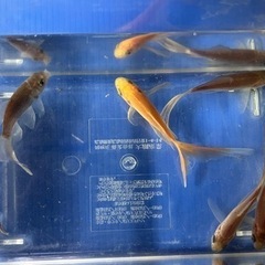 鉄魚　大特価5匹セットの画像