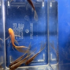 鉄魚　大特価5匹セットの画像