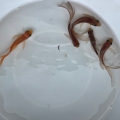 鉄魚　大特価5匹セットの画像