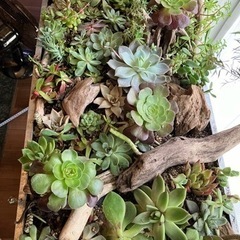 生活雑貨 家庭用品 ガーデニング