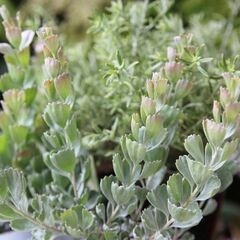 紫陽花のバスケットアレンジメントの画像
