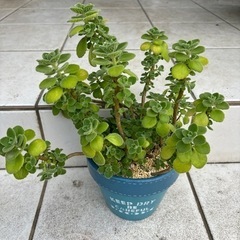多肉植物アロマティカス　リメ鉢の画像