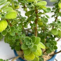 多肉植物アロマティカス　リメ鉢の画像