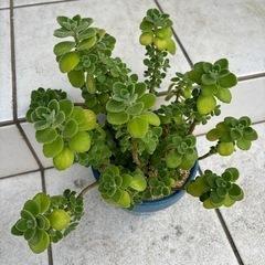 多肉植物アロマティカス　リメ鉢の画像