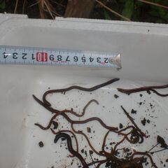 天然ドバミミズ　小〜大サイズ