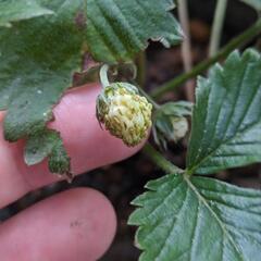 ③ホワイトワイルドストロベリー 苗 ポットごと／イチゴ 苺 野いちご レアの画像