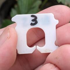 ③ホワイトワイルドストロベリー 苗 ポットごと／イチゴ 苺 野いちご レアの画像