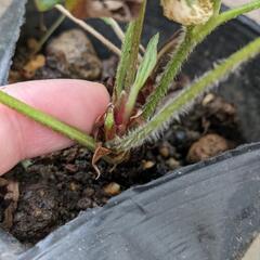 ③ホワイトワイルドストロベリー 苗 ポットごと／イチゴ 苺 野いちご レアの画像