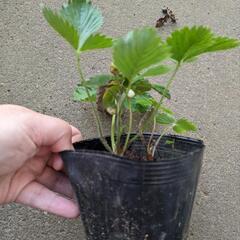 ③ホワイトワイルドストロベリー 苗 ポットごと／イチゴ 苺 野いちご レアの画像