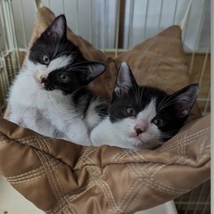 かわいい3姉妹😸